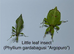 Various stick insect and leaf insect eggs - Several species - Delivery possible