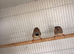 2 male zebra finches