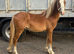 Welsh a type yearling colt