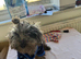 2 puppies