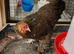 1 x Gold Partridge Brahma Bantam hen -