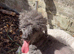 Toy poodle
