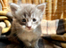 Blue & White Smoke Main Coon Male