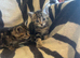 Kittens looking for their forever homes
