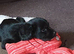 12 week old black Sprocker boy and girl