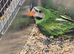 Young mushtash cock bird