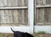 Black labrador puppy
