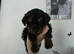 Miniature cockapoo puppys