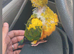Sun conures sily tame babies available