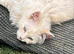 Ragdolls, blue points and Russian blues for rehoming