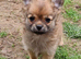 4 beautiful pomchi puppies looking for their forever families
