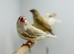 Zebra finches