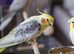 Cockatiels for sale