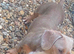 Isabella mini dachshund