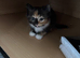 5 lovely kittens