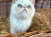 Stunning exotic kittens high quality