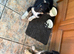 Border Collie Pups