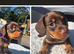 2 miniature dachshund girl