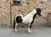 Tommy 13.1 6 year old gelding