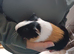 Boar guonea pig