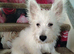 Westie puppies available for new family home