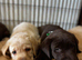 Labrador puppies