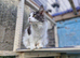 Maine coon for sale