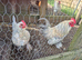 Booted Bantams 4 female + 1 male