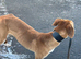 Greyhound cross saluki