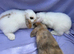 Mini lop babies for sale