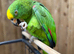 Yellow crowned Amazon