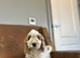 1 handsome chap last in his litter