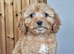 Cockapoo puppies for sale.