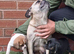 Jug Puppies