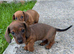 Dachshund puppy - shaded red boy