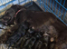 Beautiful sprocker puppies