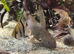 Tropical fish for sale