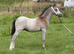 Very Smart Welsh section A Show colt foal