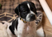 Stunning Pedigree pointer puppies- will steal your heart