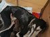 Beautiful KC registered puppies