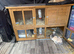 2 bunnies for sale