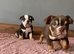 NEXT-LEVEL BRITISH BULLDOGS – ROYAL BLOODLINES & UNREAL LOOKS