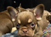 French bulldog puppies