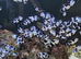 Tank bred black storm clownfish