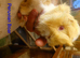 Pure bred Peruvian & Sheltie babies available soon.