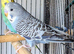 Multi colour single factor anthrecite budgies