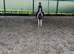 Denzal a true all round safe pony