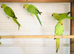 Beautiful young Indian ringneck parrots for sale.