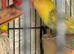 Peach faced love Birds