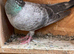 Qualmond 2026 racer racing pigeon RPRA ring